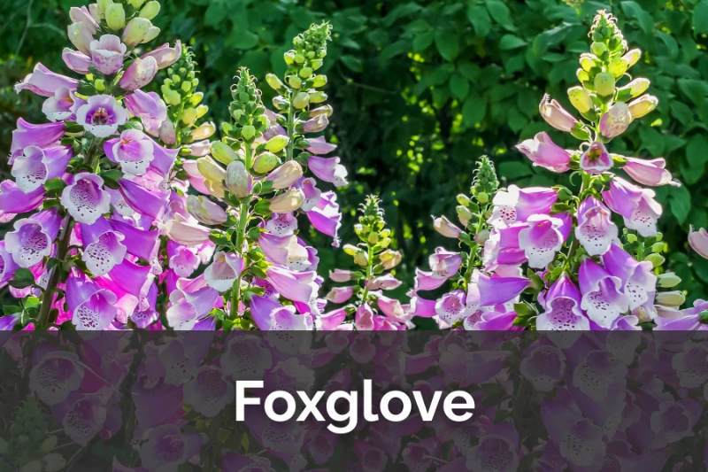 Vertical Drama: The Spectacular Rise of Foxglove