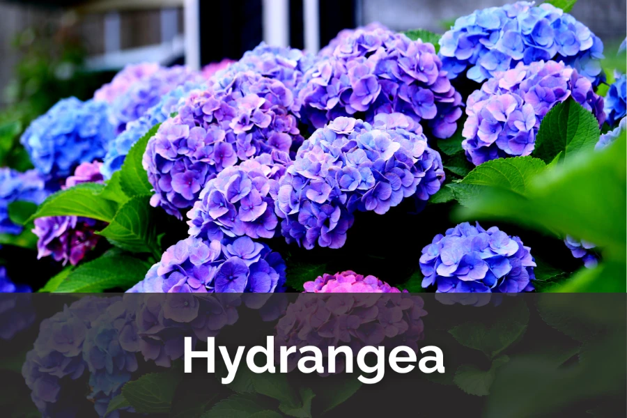 Hydrangea: Massive Blooms with a Mood-Changing Personality