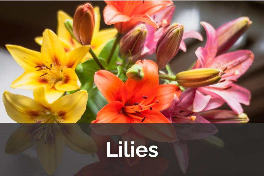 From Bulb to Bloom: The Dramatic Life of Lilies