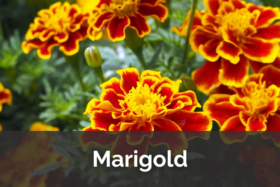 Marigold Magic: Colorful Guardians of the Garden