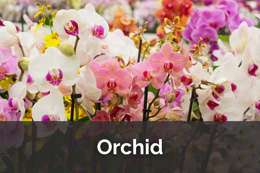 Confessions of an Orchid: The High-Drama Life of Exotic Blooms