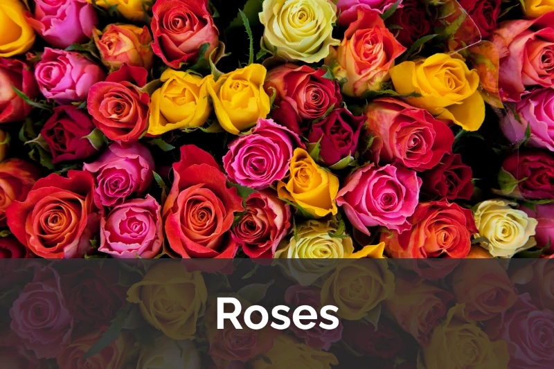 The Rose Files: Keeping the Queen of Flowers Happy