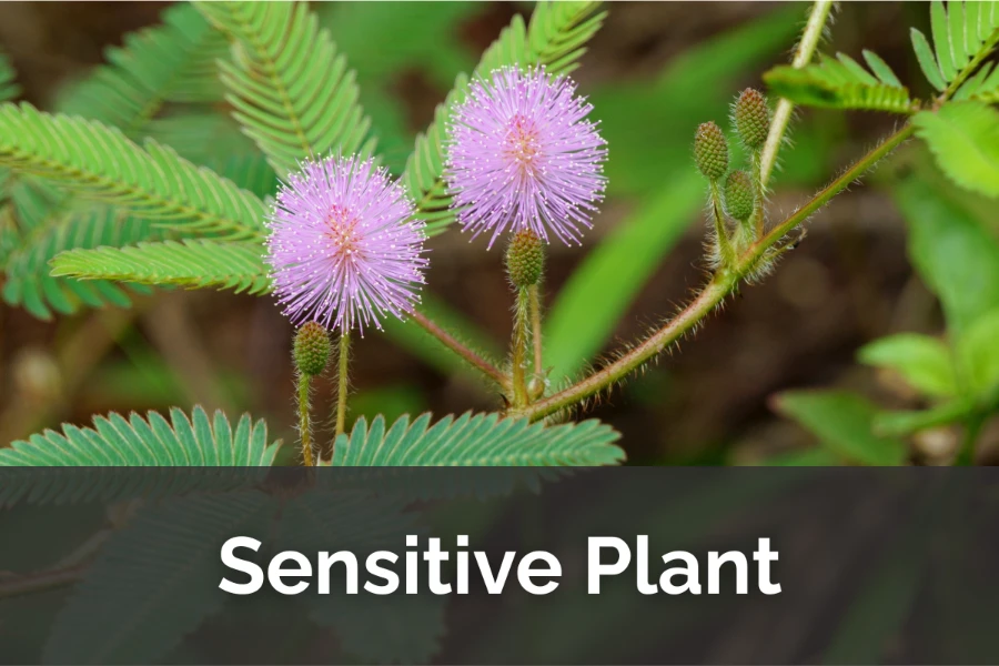 Don’t Touch Me: The Dramatic Life of Sensitive Plants