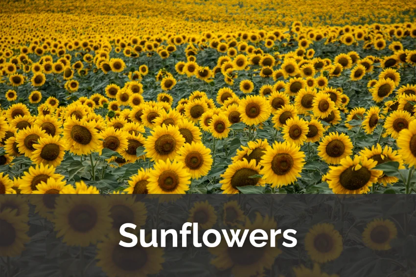 The Sunflower Spectacle: Nature’s Ultimate Reality Star