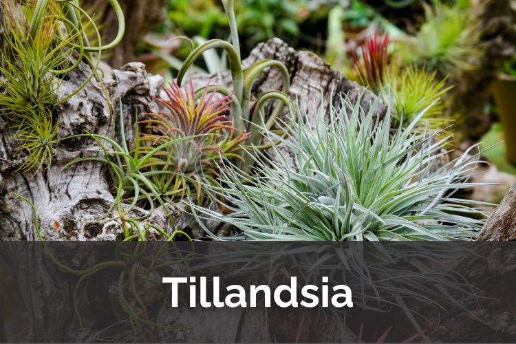 Air Plants: No Soil, No Mess, No Plant Killing